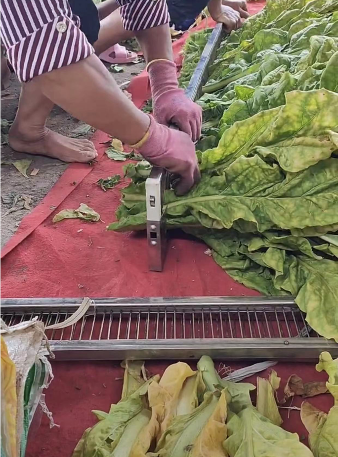 烤烟梳式夹子高质量烟夹其它农用工具