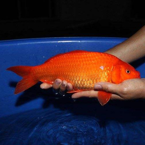 锦鲤火鲤活体日本纯种红色观赏鱼风水丹顶鲤鱼鱼