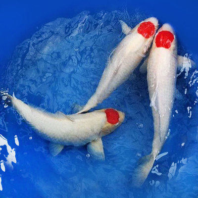 锦鲤百水源水族世界活体日本纯种观赏鱼风水丹顶鱼