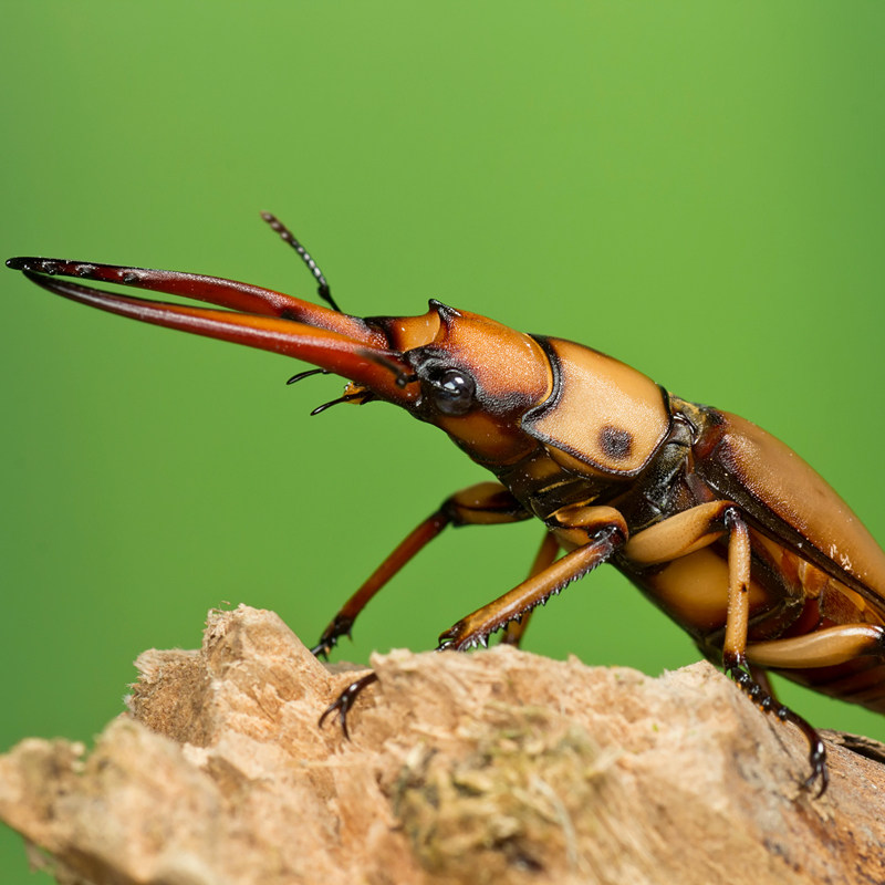 两点赤锹锯锹形虫褐黄独角兽甲虫宠物活体昆虫特色爬宠