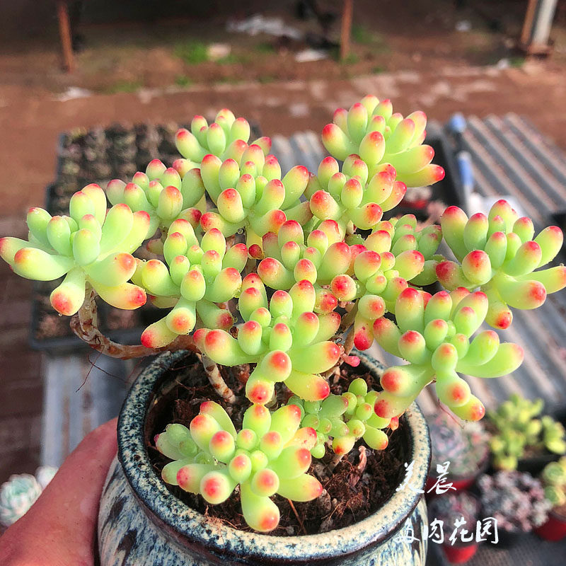 多肉植物果冻乙女心老桩多头群生美晨花园特价多肉植物