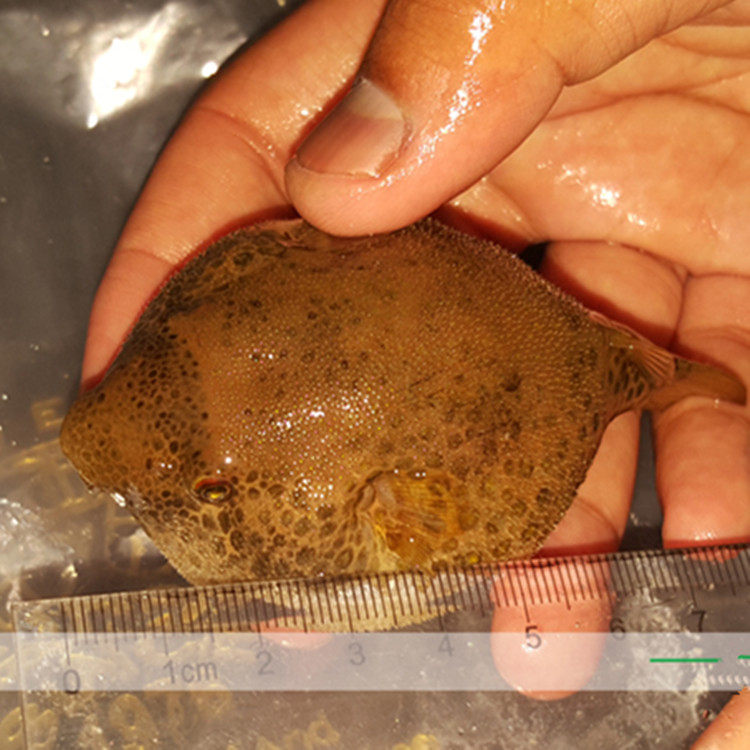 哈雷狗头鱼 凶猛鱼 热带鱼 斑马狗头 皇冠狗头 木瓜狗头 毛毛狗头