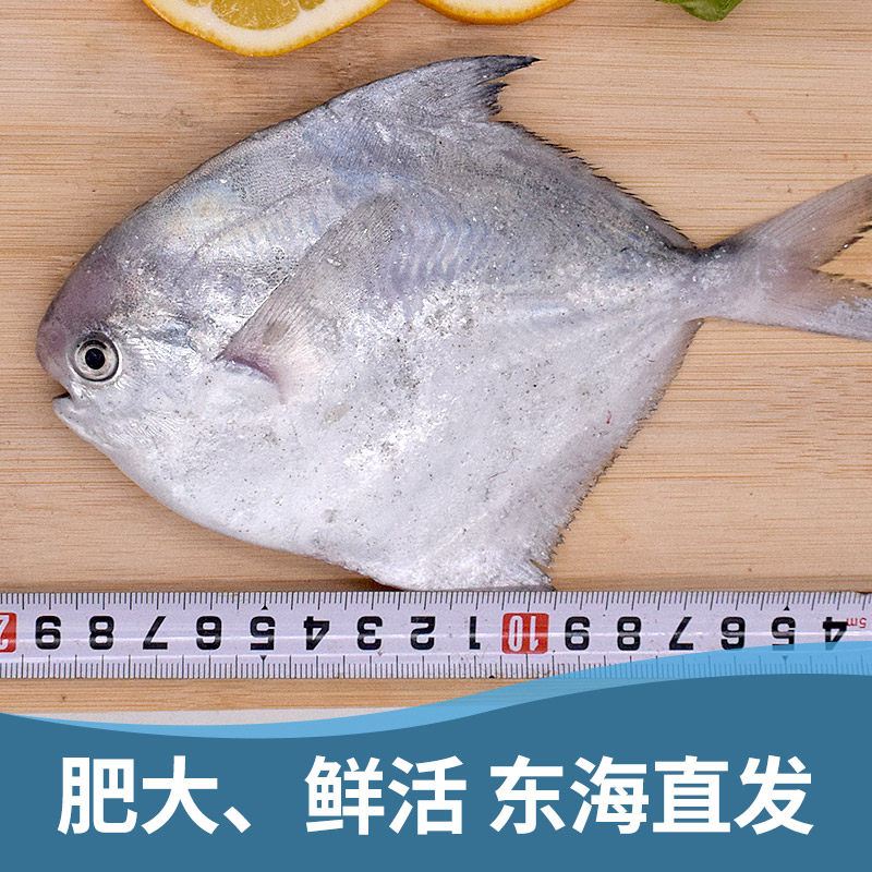 鲳鱼舟山小银深海鳊鱼小白小平平鱼扁鱼海新鲜海鲳鱼
