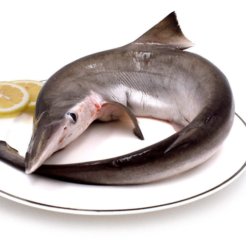 舟山新鲜鲨鱼10斤以上条顺捕非白鲨肉宁波冷冻其它