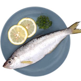 舟山新鲜鳓鱼海捕鲥鱼三刨勒鱼白磷鱼力鱼勒鱼海鲜鲜活水产深海鱼-领