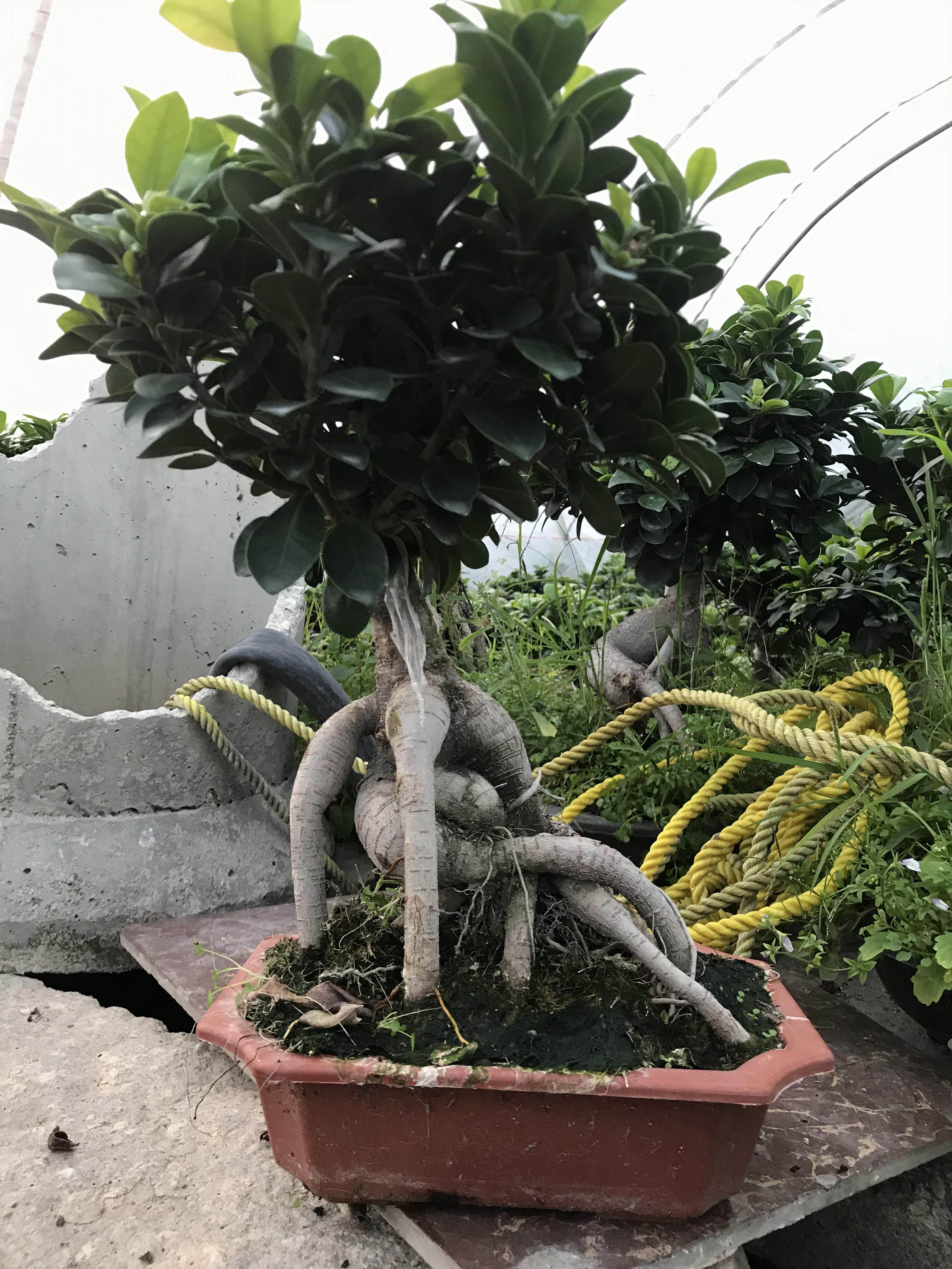 榕树四季常青地瓜树桩盆景室内办公植物植物人绿植