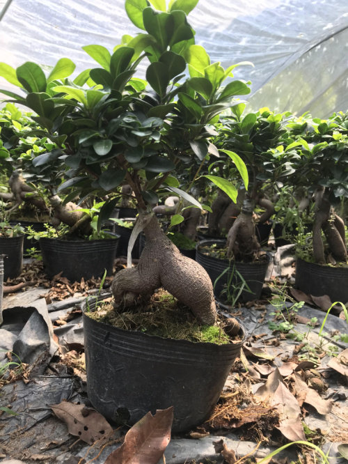 榕树四季常青地瓜树桩盆景室内办公植物植物人绿植