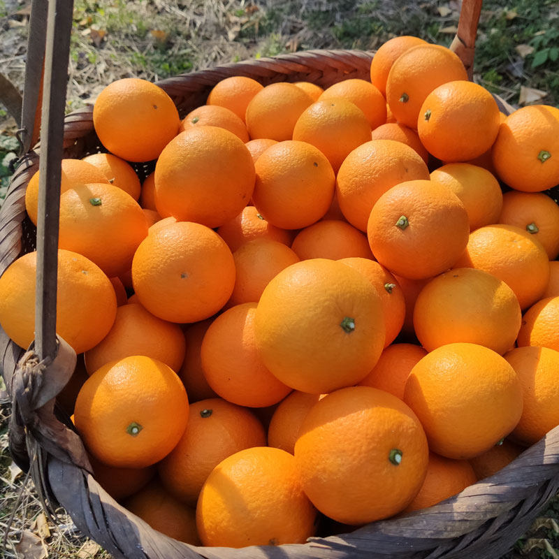 广西水果果冻橙果冰糖脐橙赣南特产桂林甜橙橙