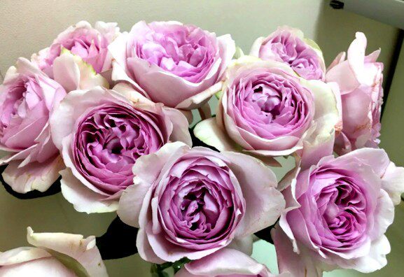 老花伊芙香草草莓中苗大花浓香月季月季花花苗花卉