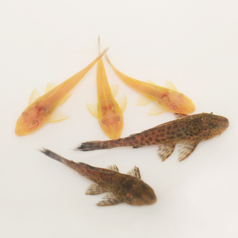 清道夫鱼缸清洁工吃屎观赏鱼冷水混养草缸淡水清水鱼