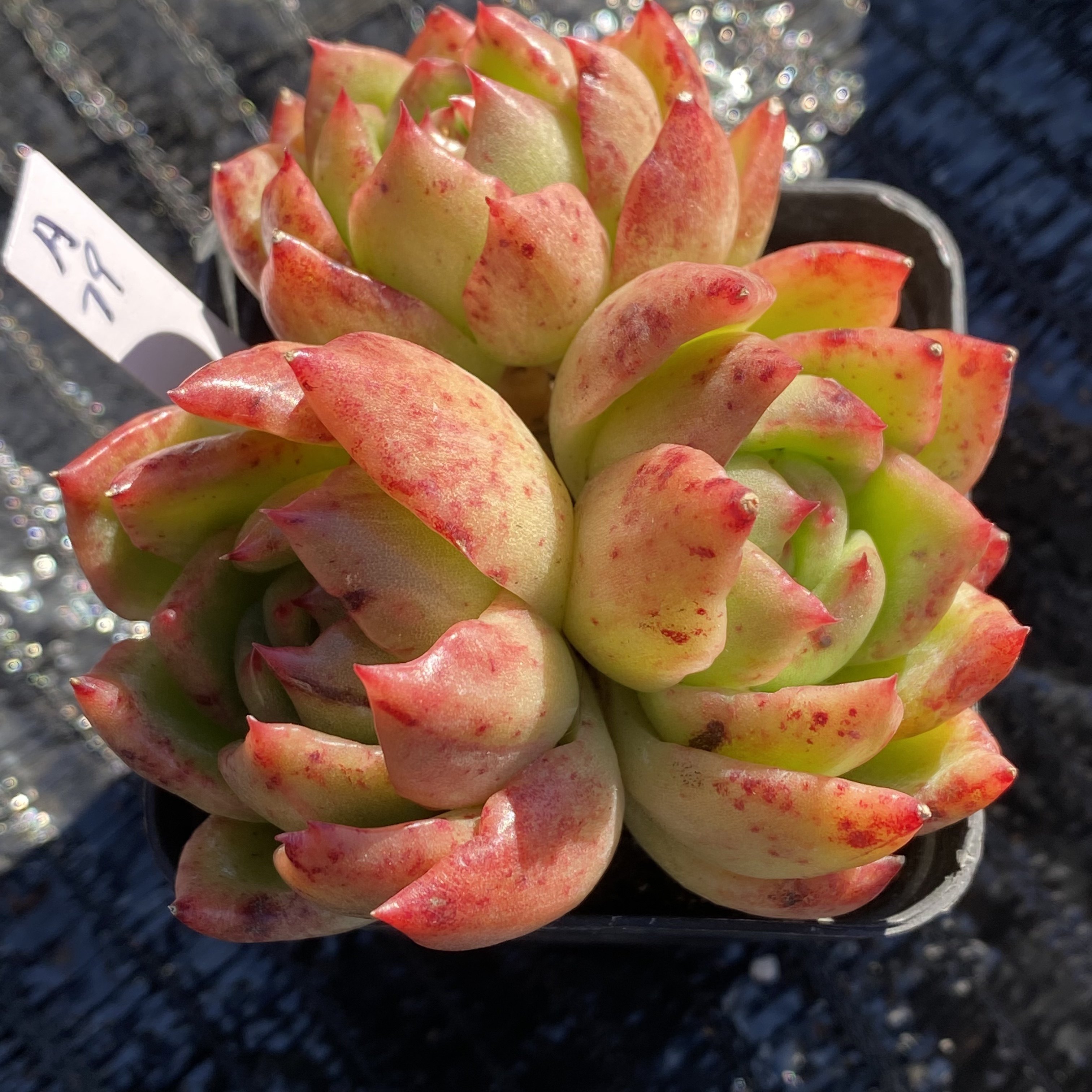 万宝龙石化小桩群生一物一拍a79港湾多肉园地多肉植物