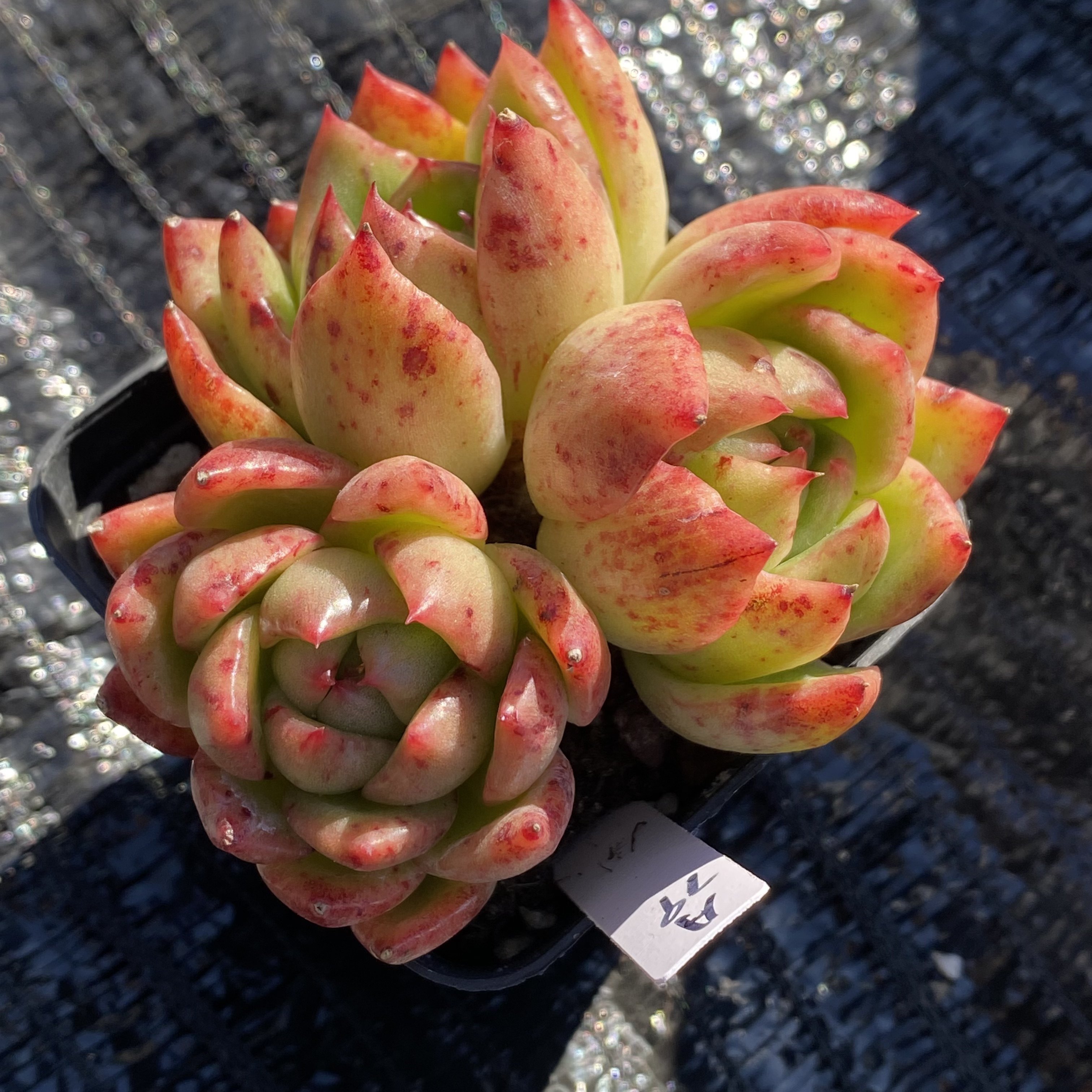 万宝龙石化小桩群生一物一拍a79港湾多肉园地多肉植物