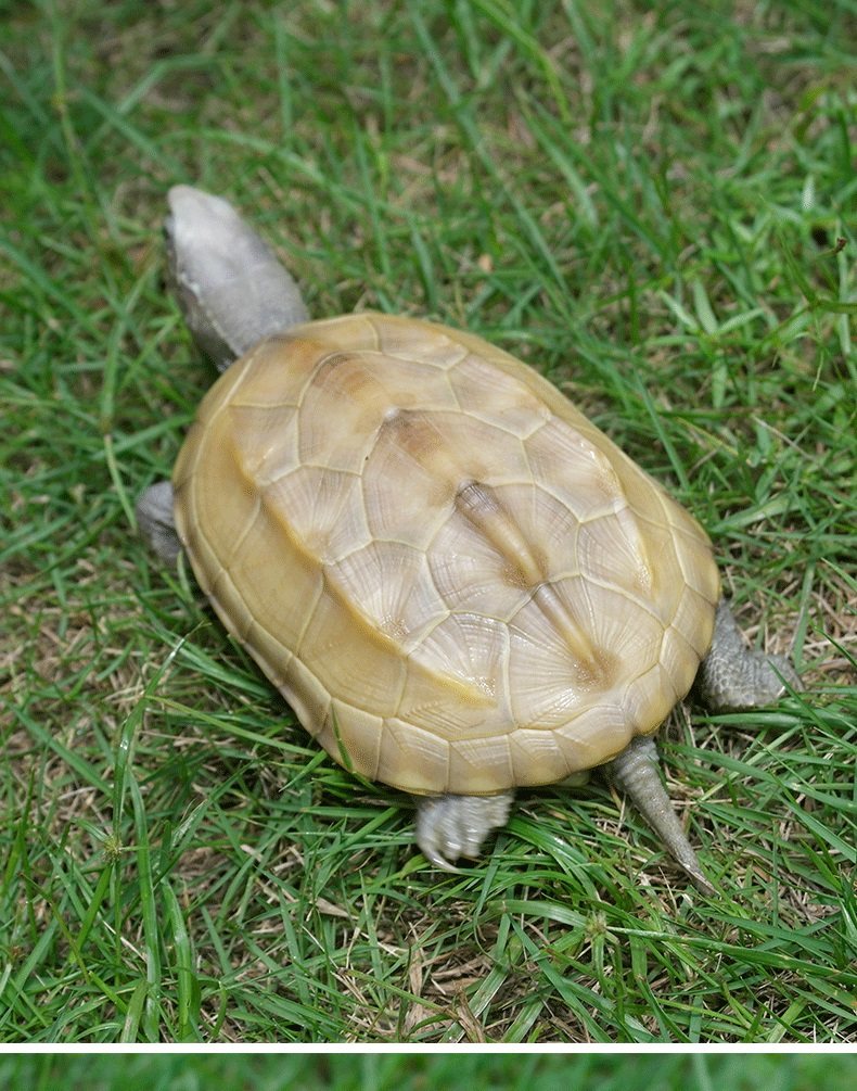 草龟白玉中华活体小乌龟宠物观赏易饲料饲料养外龟