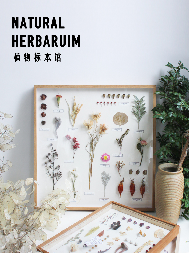 植物标本装饰画花卉花草挂画民俗样板咖啡馆软装标本类装饰画