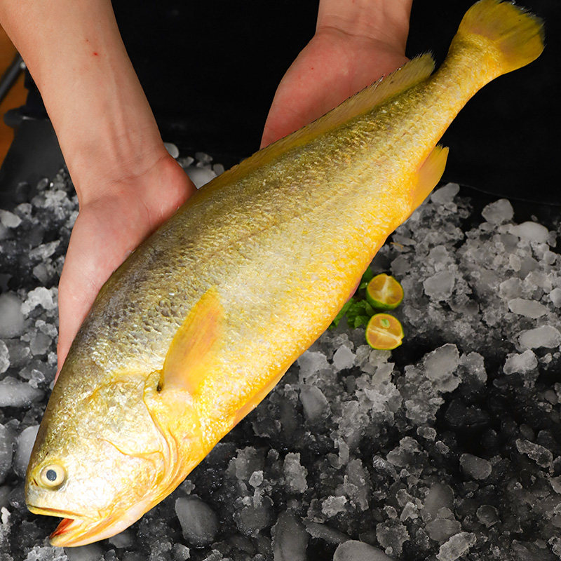 黄花鱼2斤1条黄鱼新鲜海鲜活海鲜水产冷冻超大黄鱼
