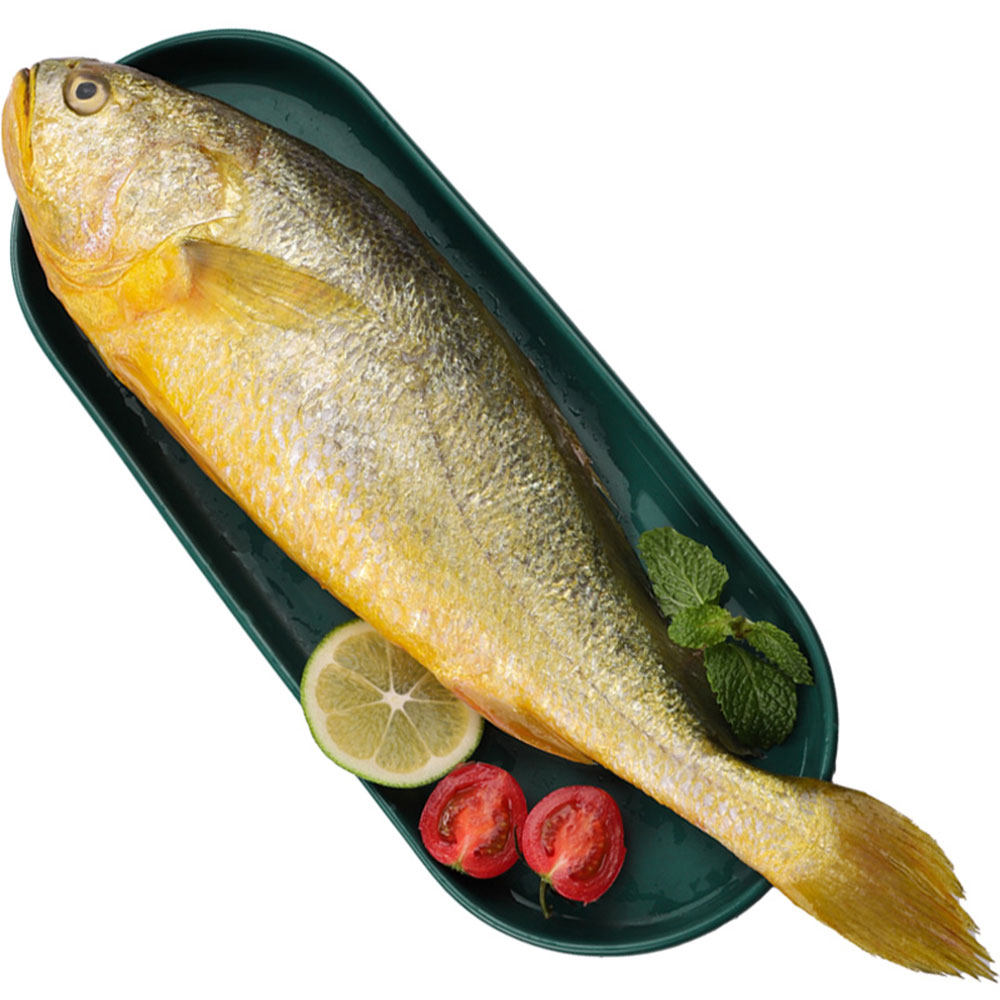 海鱼黄花鱼1斤1条鲜活新鲜冷冻海鲜水产深海黄鱼