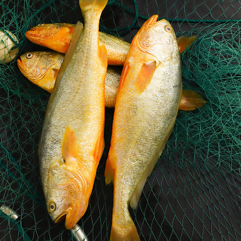 黄花鱼2斤1条黄鱼新鲜海鲜活海鲜水产冷冻超大黄鱼