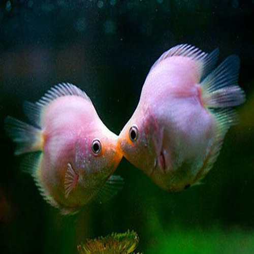 活体接吻鱼亲嘴鱼kiss热带观赏鱼渔场直销运输报损鱼