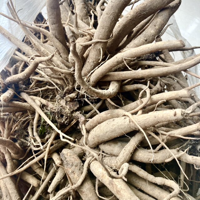 大蓟根新鲜山牛蒡马刺草大刺盖根牛口刺刺蓟根虎蓟根其他药食同源食品