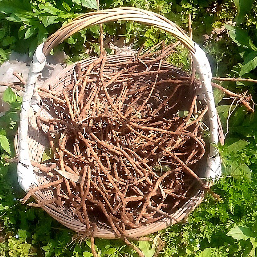 接骨麻根草根叶全草新鲜走马八棱蒴藋根陆英根八里其他药食同源食品