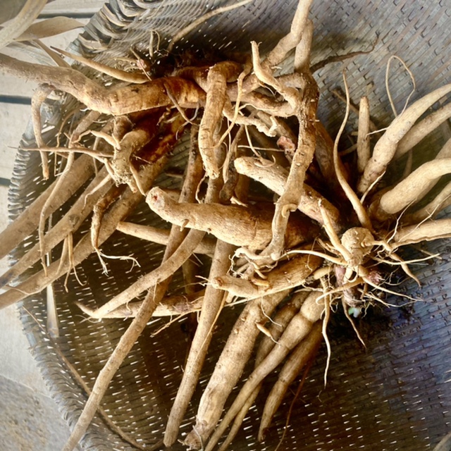 大蓟根新鲜刺蓟大刺盖剌儿菜萝卜草鞋刺土红花其他药食同源食品