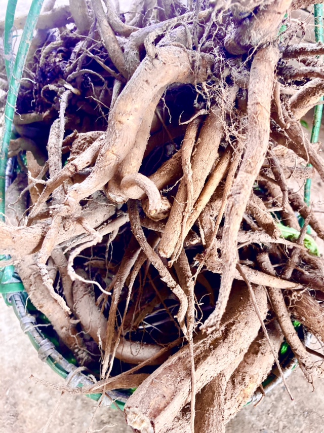 大蓟根新鲜牛口刺蓟虎蓟马蓟山萝卜茨芥根鸡脚刺野其他药食同源食品