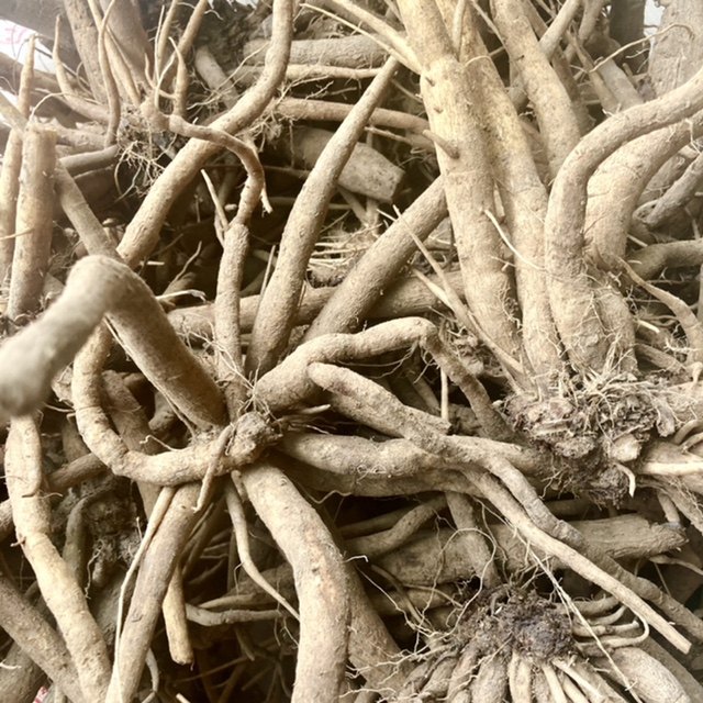 大蓟根新鲜山牛蒡马刺草大刺盖根牛口刺刺蓟根虎蓟根其他药食同源食品