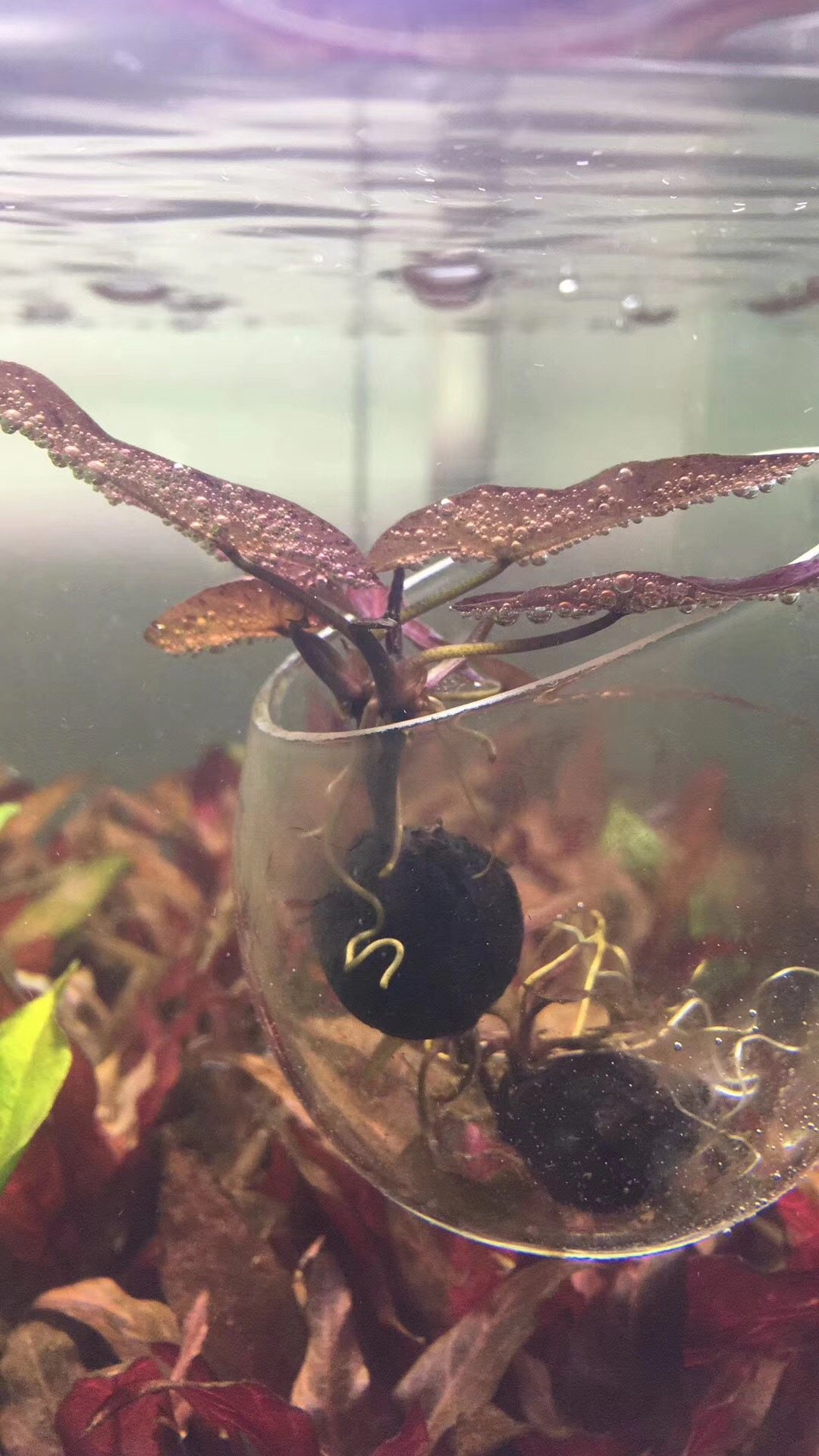 懒人水草 热带水草红虎睡莲 虎斑睡莲 红芋头 红色水草 包邮