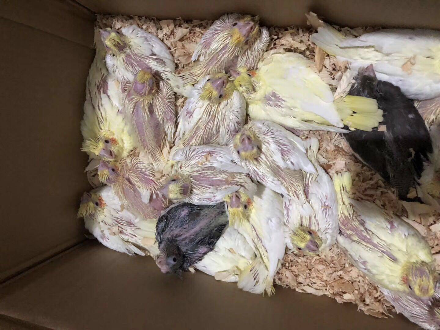 玄凤雏鸟25天大 黄化 原始灰 珍珠半毛幼鸟 送注射器和鹦鹉奶粉