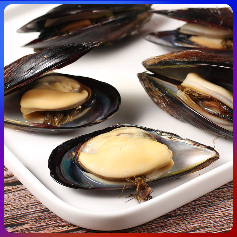 青口贝鲜活贻贝海虹贝类烧烤海鲜食材包邮淡菜海红新鲜特大青口螺
