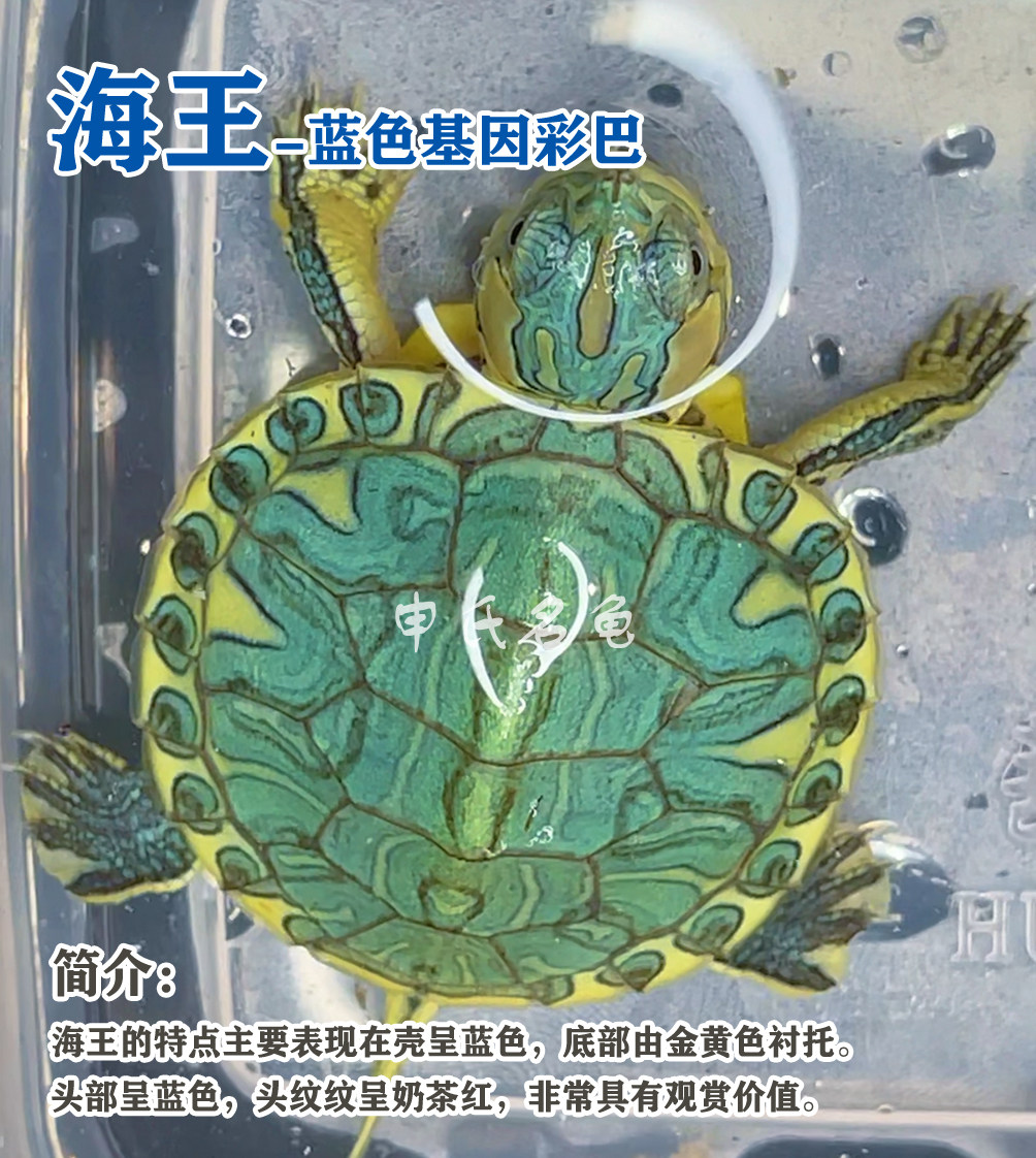 巴西变异彩巴孔雀明王网红风水观赏龟