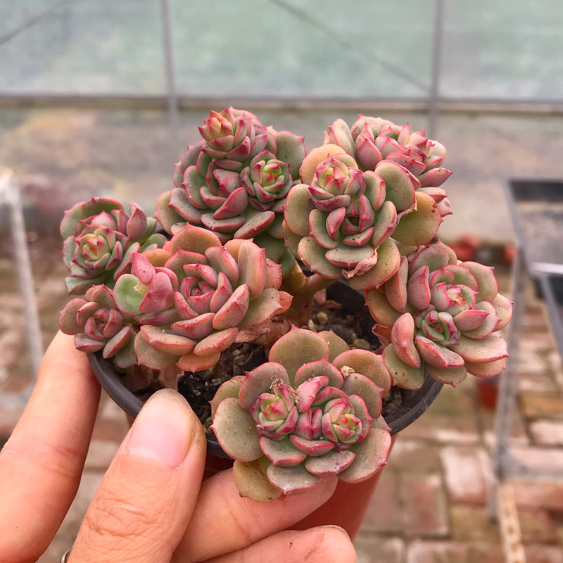 花巷多肉园艺大棚 艾格尼斯玫瑰艾格尼丝玫瑰控养老桩一物一拍