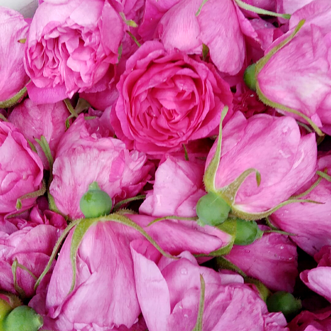 平阴食用重瓣红玫瑰干花瓣 干净无杂质低温无硫 做阿胶糕玫瑰醋用-mc