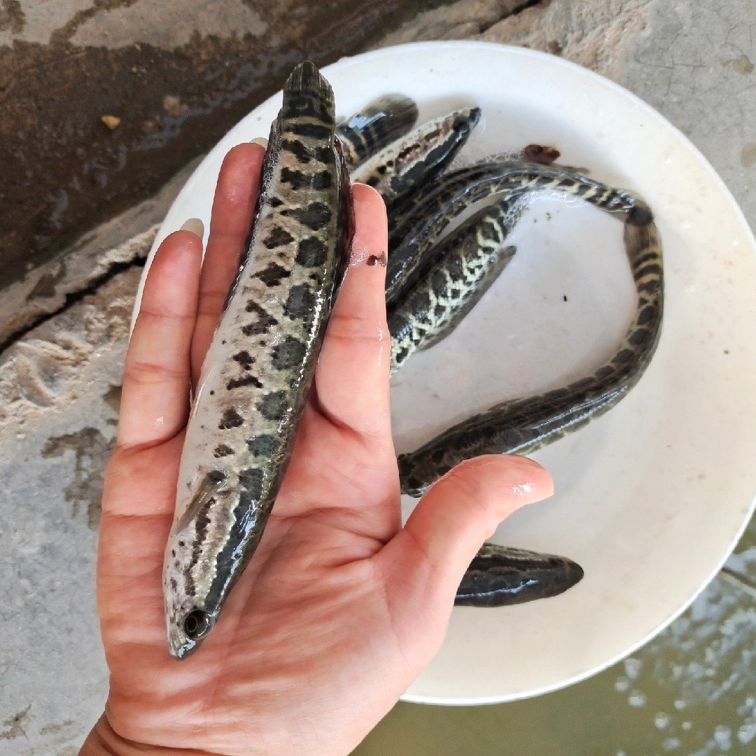 鱼苗黑鱼活体淡水养殖乌鱼观赏鱼好养放生鱼黑其它水族宠物