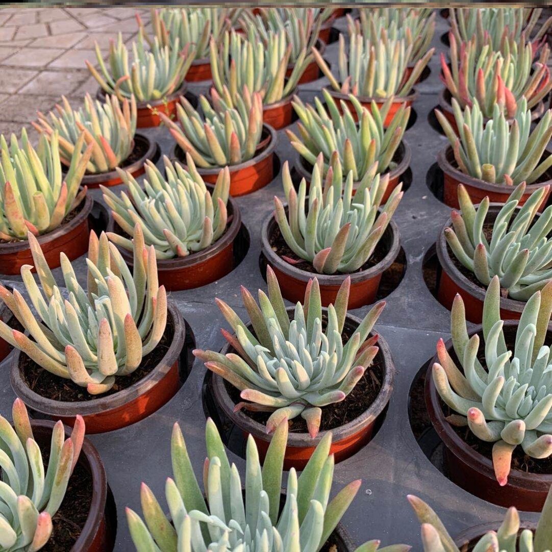 苹果好养涵肉一拍一物初霜御剑白菊系列大颗多肉植物