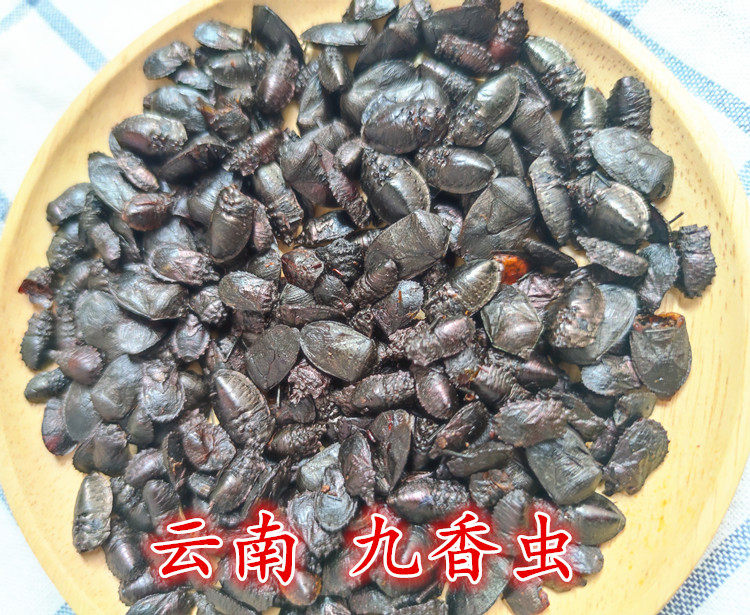 九香正宗生黑兜虫打屁巴虫瓜黑中药材100克罐装其他药食同源食品