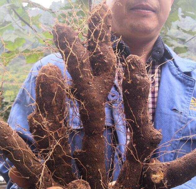 黄姜农家土特产火藤根种盾叶薯蓣新鲜生火火头3斤装生姜