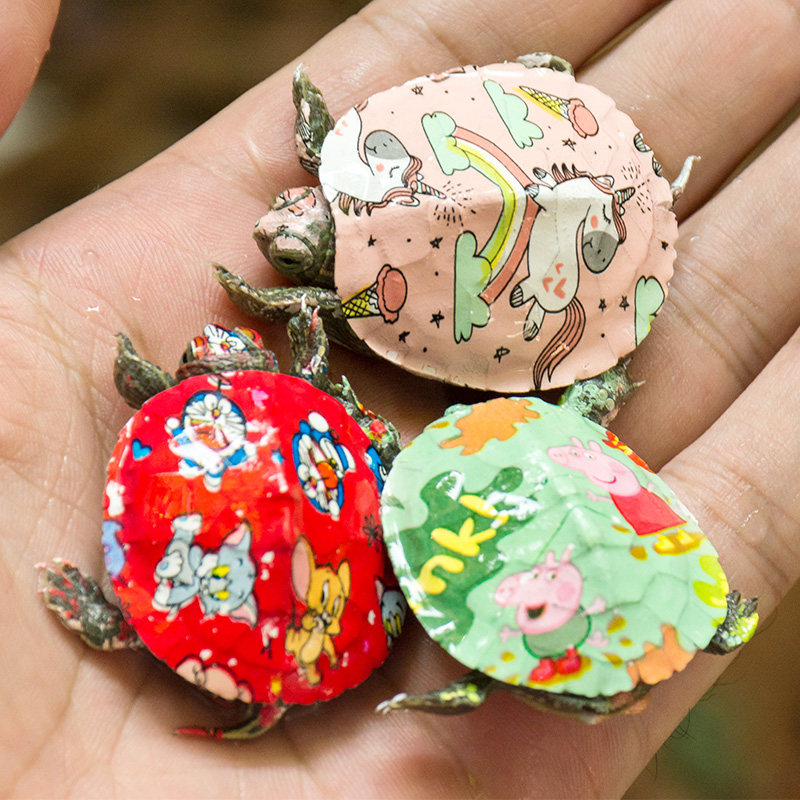 活物小型宠物咬人七彩乌龟好养彩色小乌龟活的龟