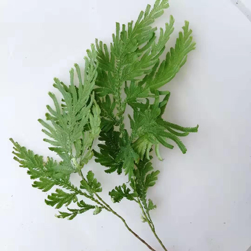 梭罗金龙野生新鲜石上中草药地侧柏野深绿卷柏地土豆