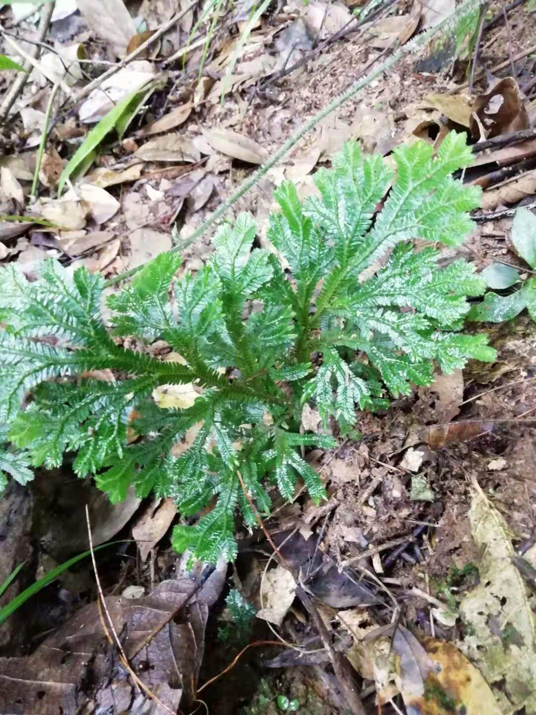 梭罗金龙野生新鲜石上中草药地侧柏野深绿卷柏地土豆