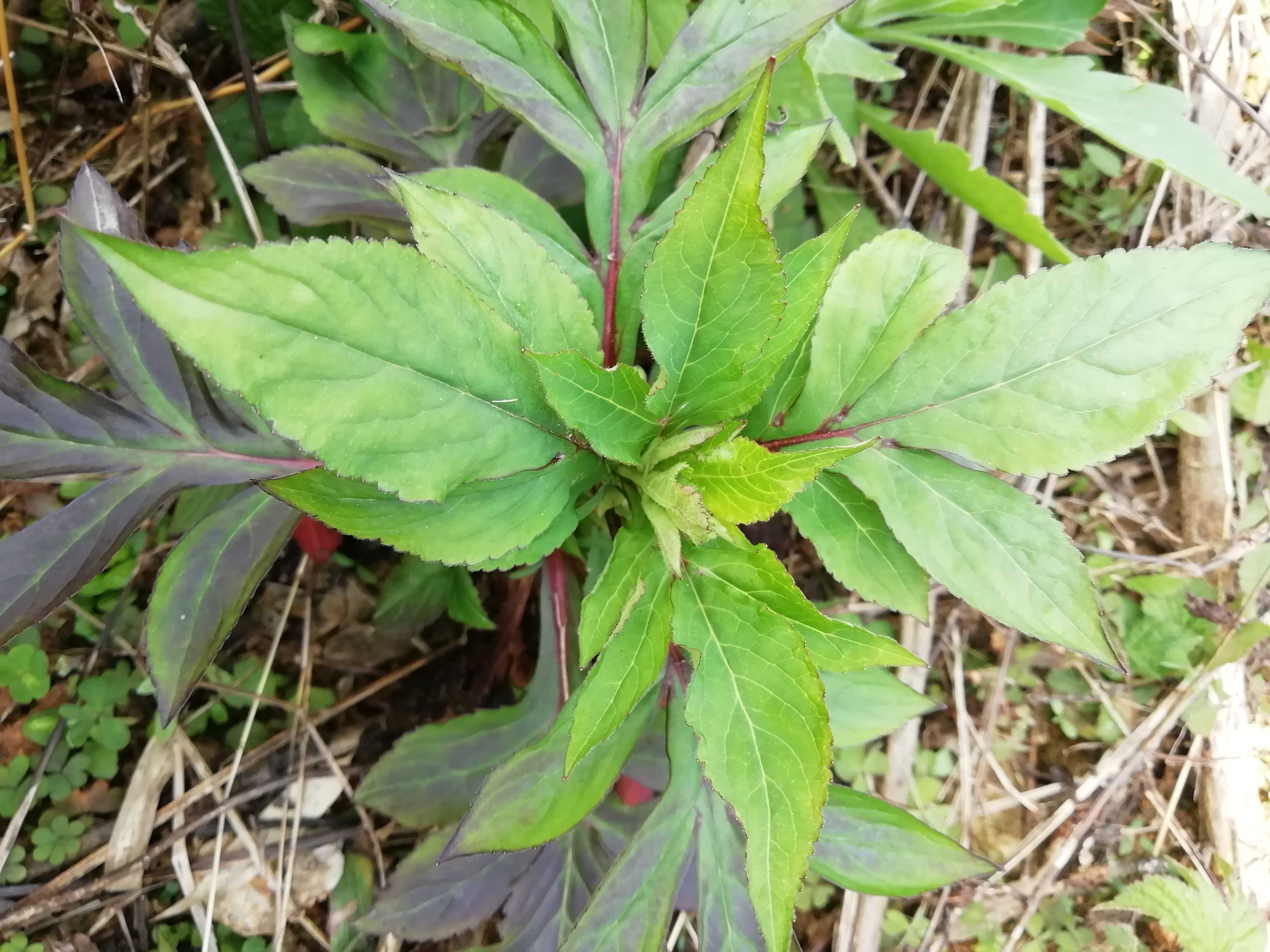 苦母头野菜图片