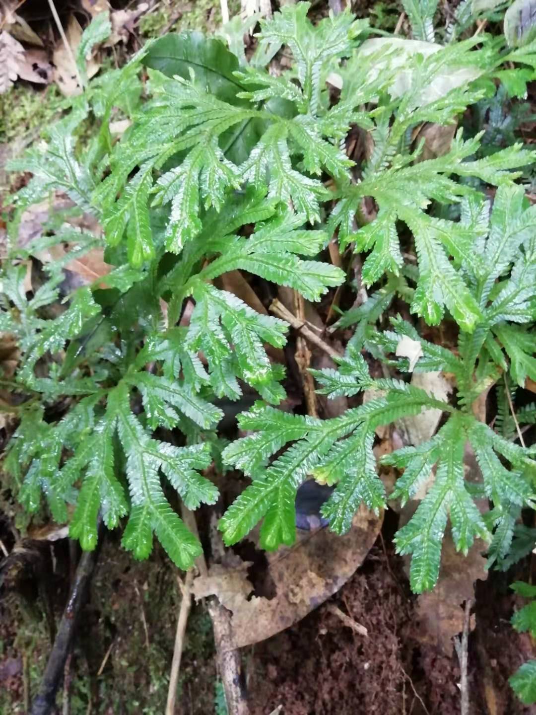金龙草野生新鲜石上柏中草药地侧柏野梭罗草深绿卷柏地梭罗龙鳞草