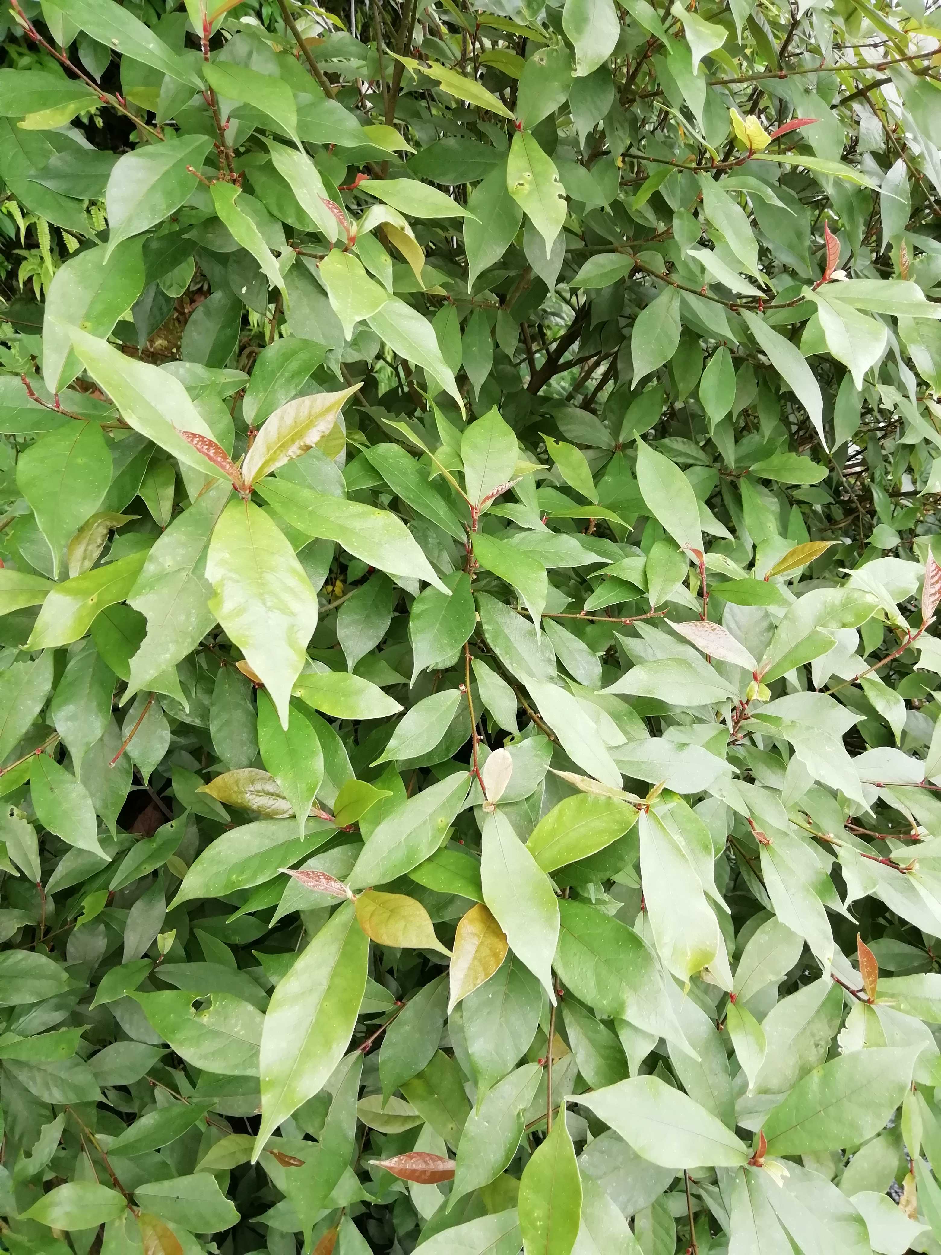 藤香木树叶子图片图片