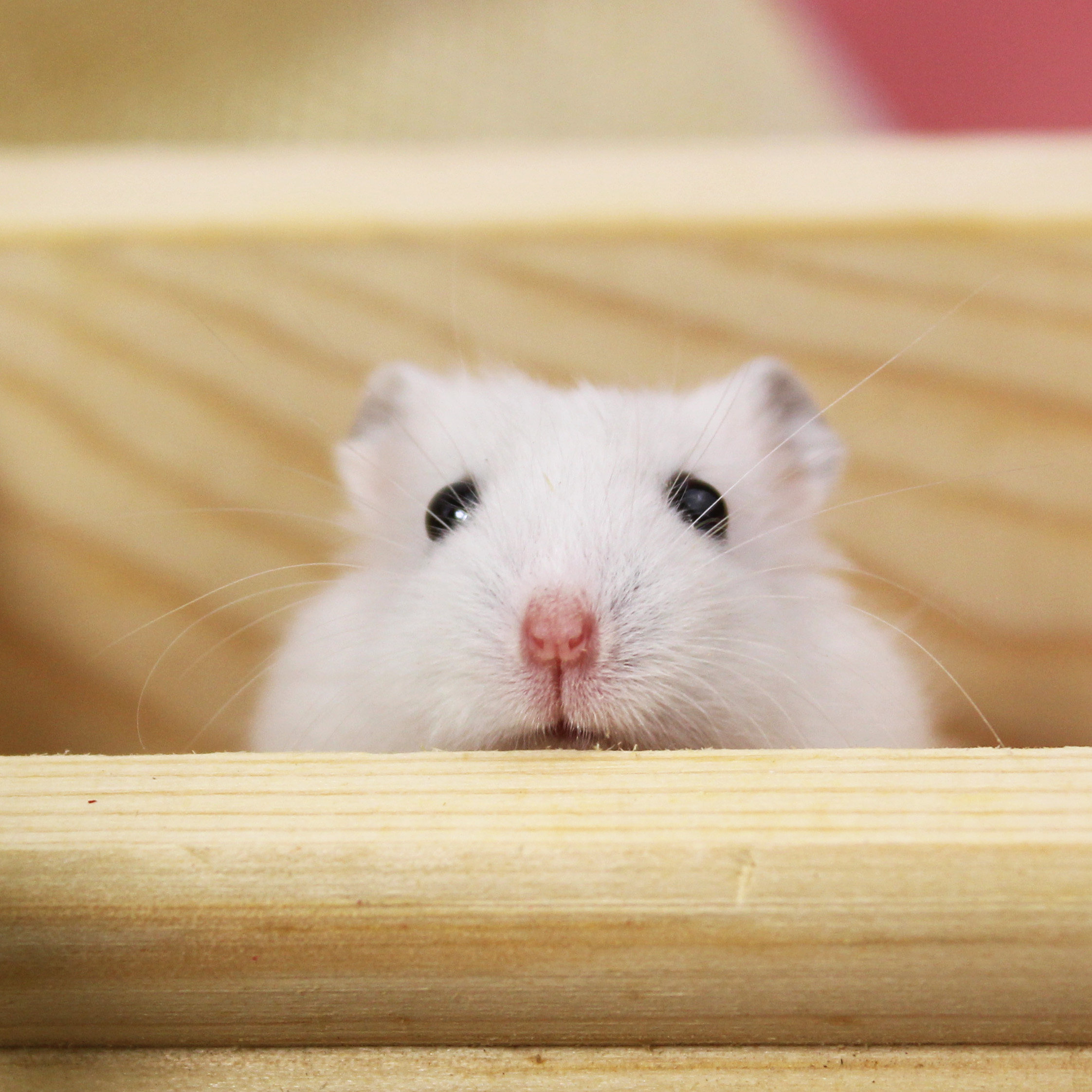 小仓鼠活体银狐紫仓布丁三线宝宝萌宠幼鼠活物送运输盒