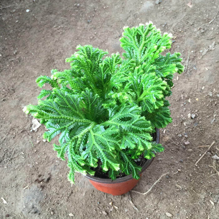 卷柏盆栽花苗不死草石柏岩九死还魂草蕨类绿植其他