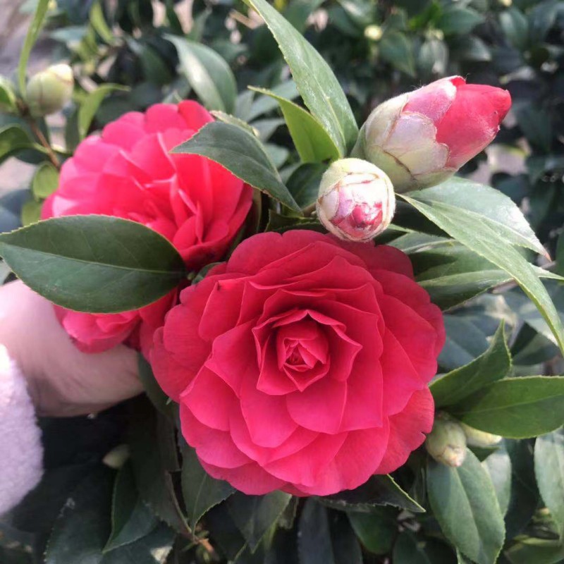 四季香妃山茶花树苗盆栽浓香香型花苞客厅室内鲜花拱门