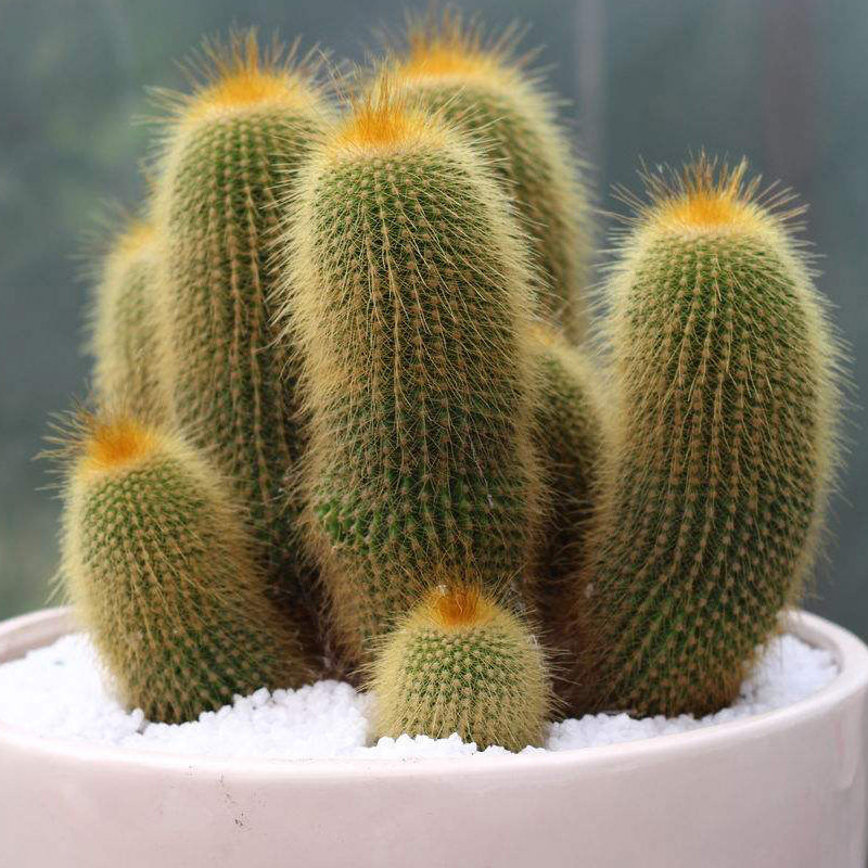 仙人盆栽多肉植物多头金丝猴仙人掌室内外电脑宝贝鲜花拱门