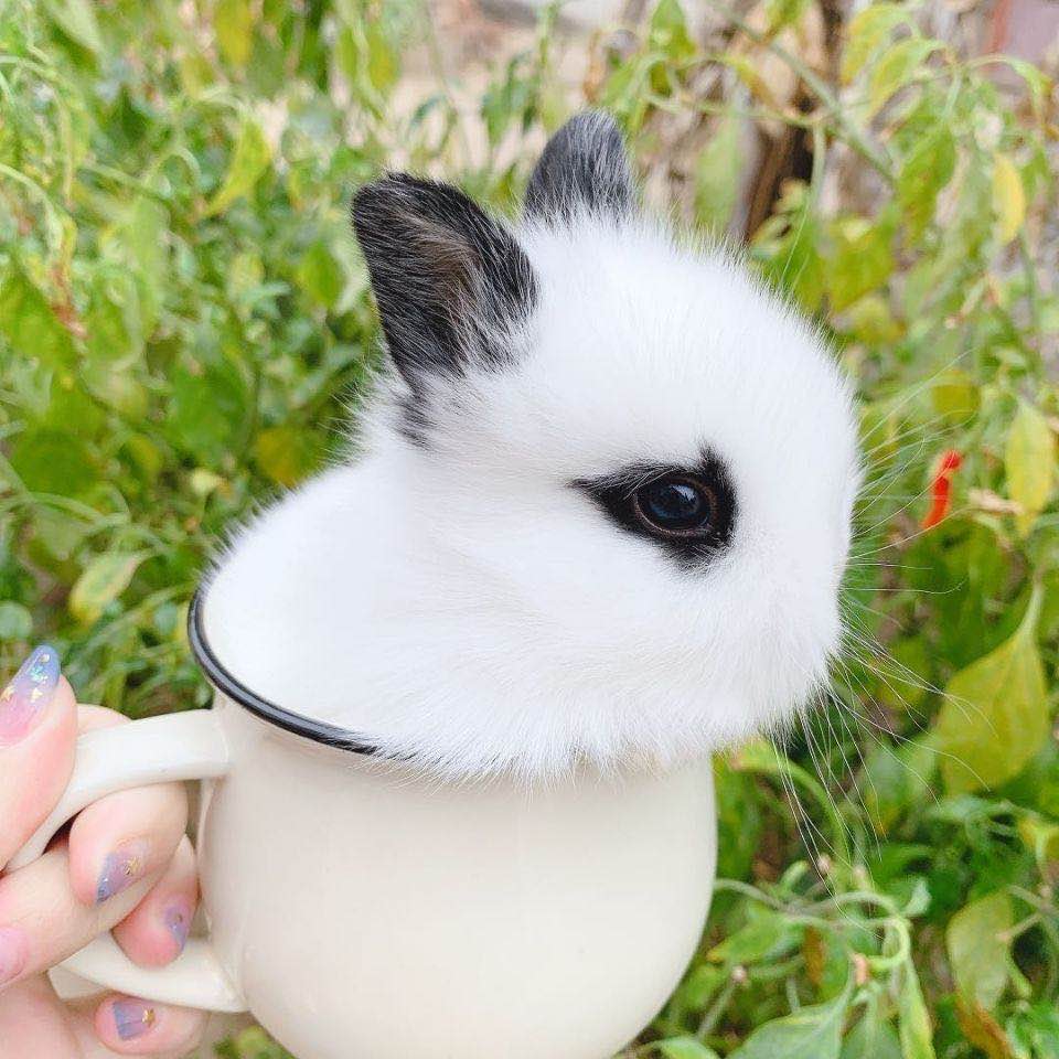 兔子活物宠物侏儒活体不大迷你小型凤眼茶杯兔
