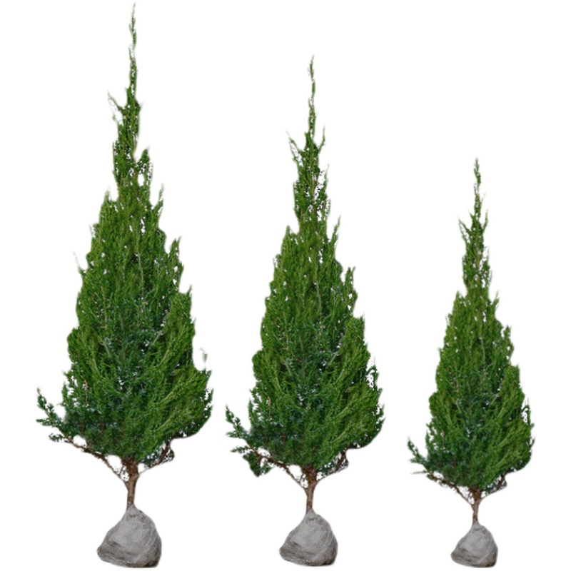 树苗松柏柏树松树侧柏宝塔四季常青树绿化苗树行道树