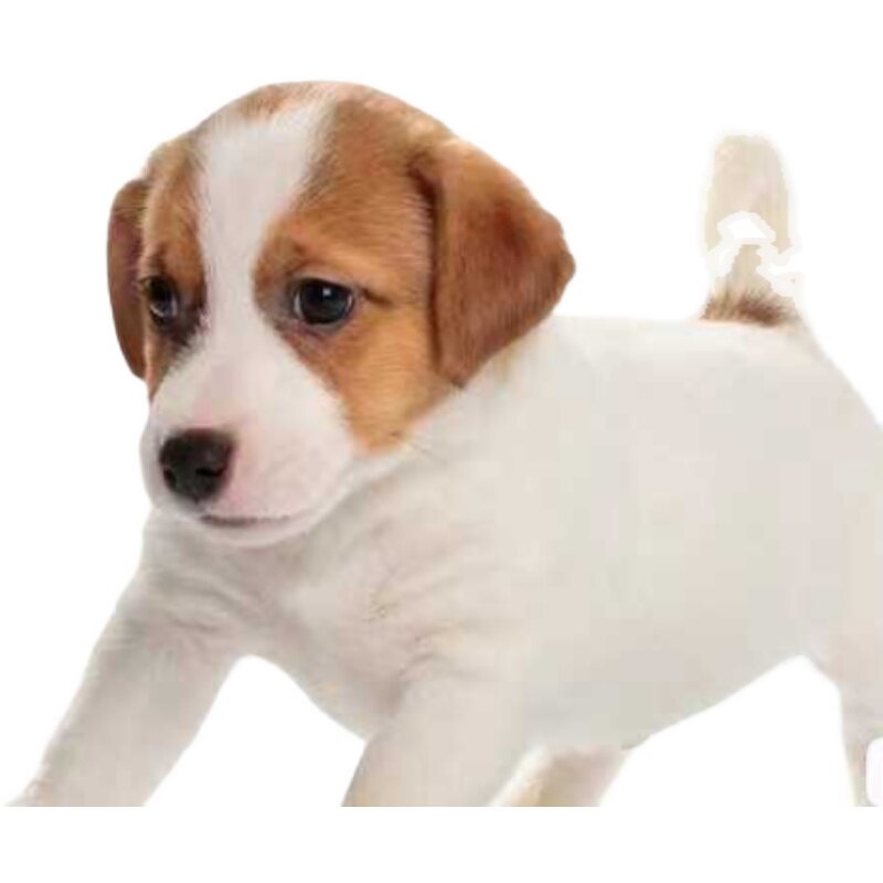 杰克罗素梗犬小型梗幼犬平毛刚毛活体猎梗猛犬狗狗